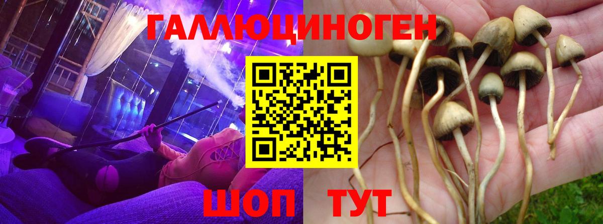 Псилоцибиновые грибы Cubensis Курчатов